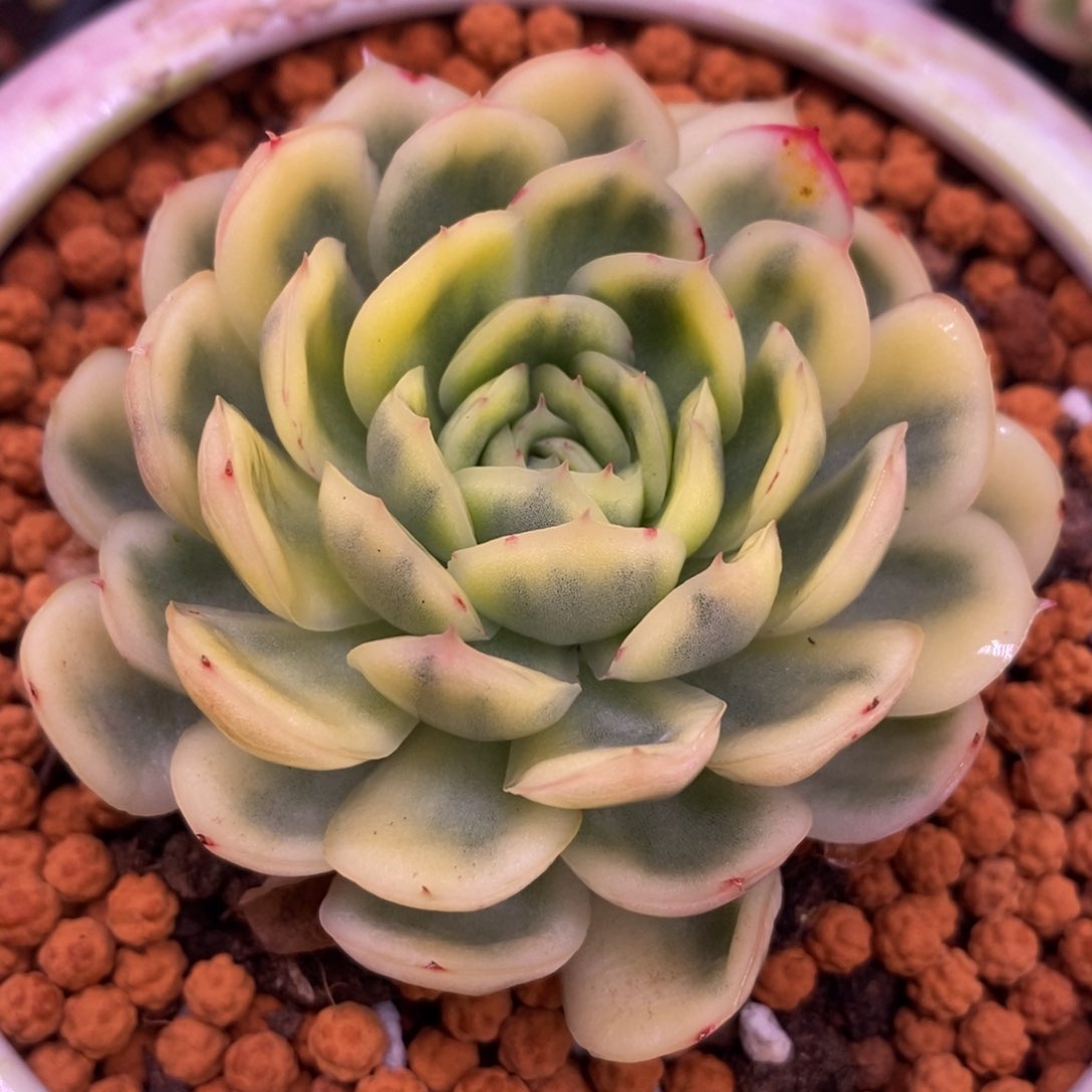 草莓冰锦 多肉植物