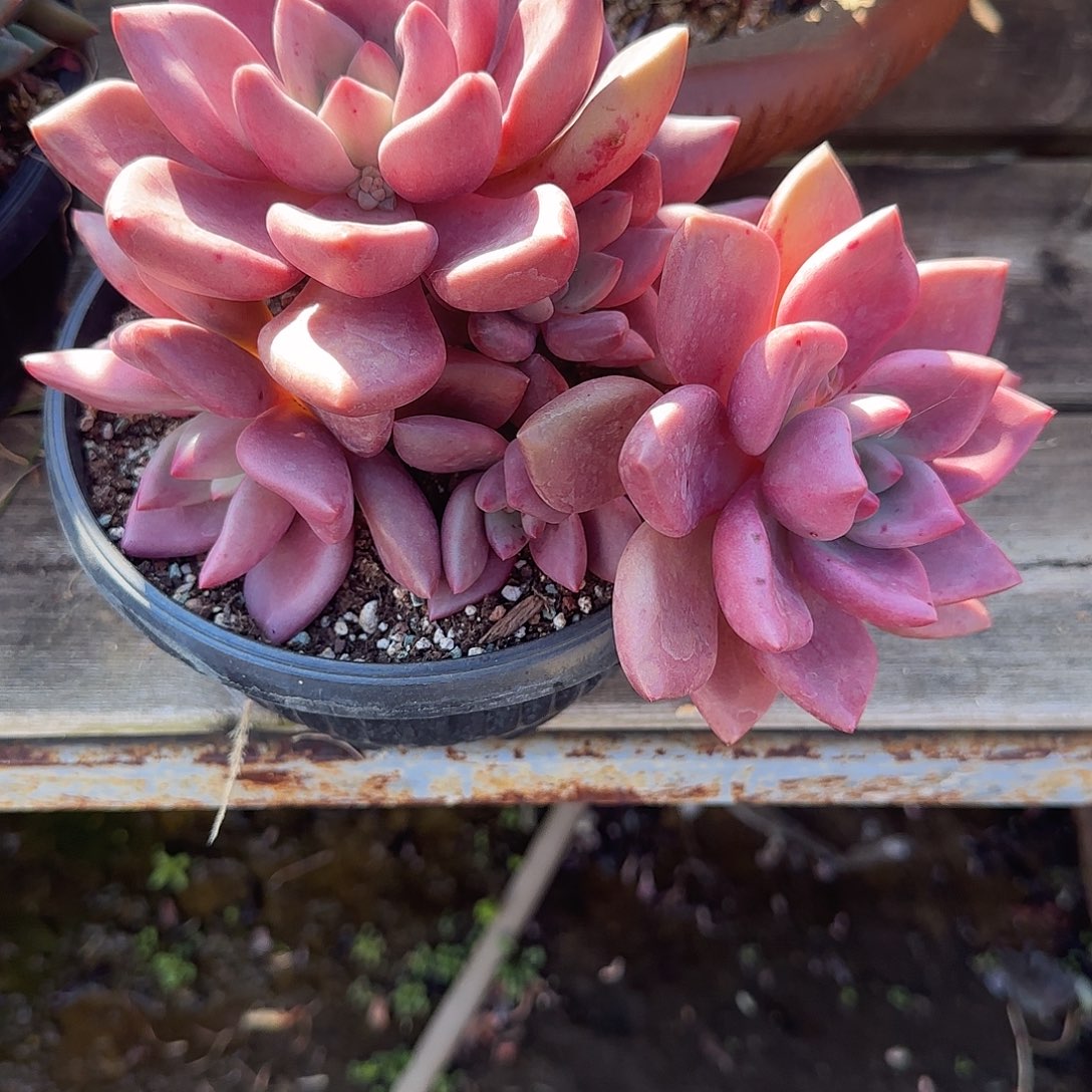 沉***思多肉植物初音系列