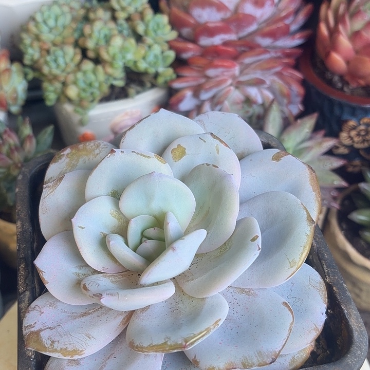 奶茶多肉植物盆栽