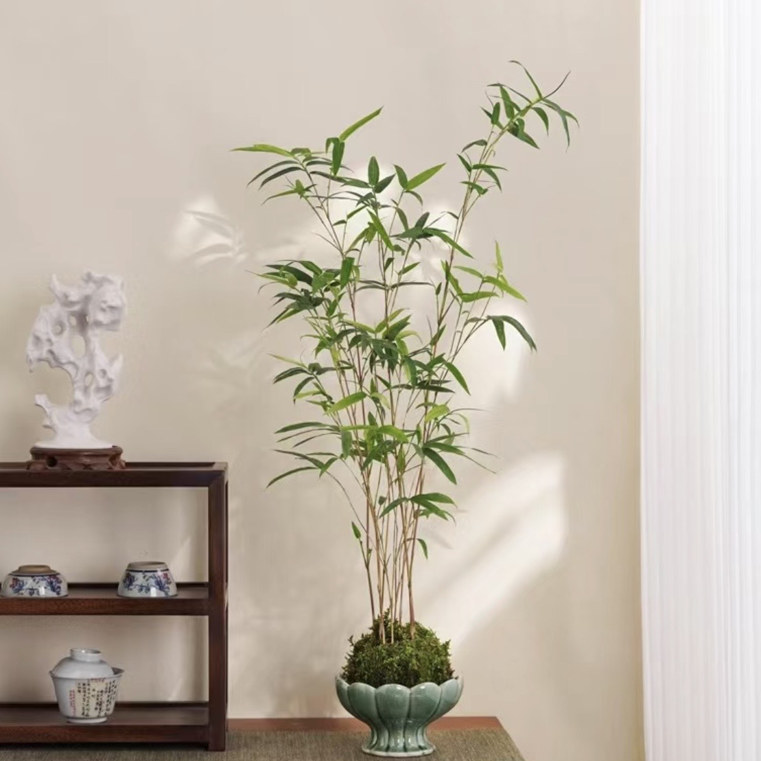 精品竹室内绿植精品苗（一物一拍）红观音绿观音内门竹