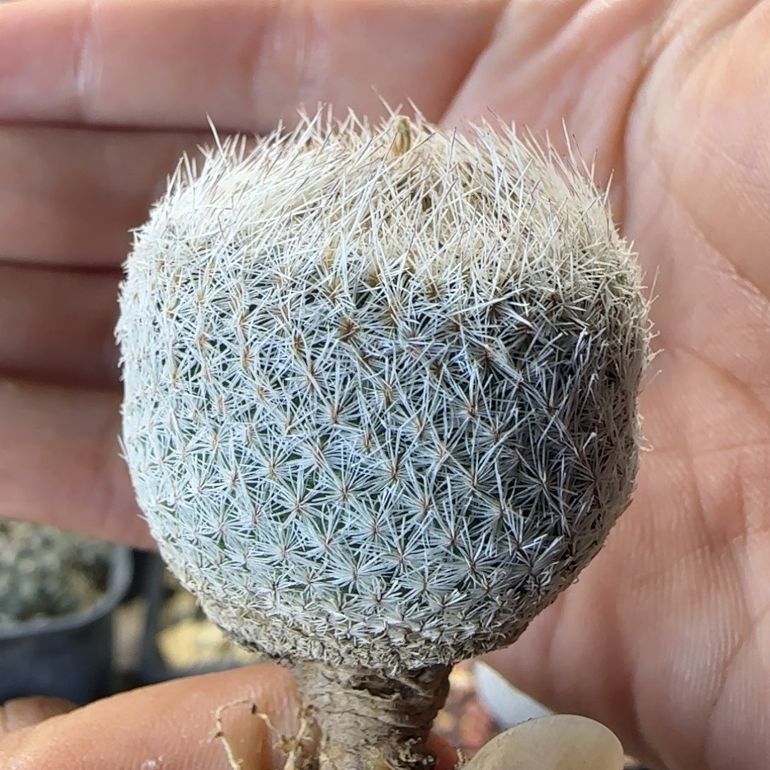 030实生天世界多肉3.3