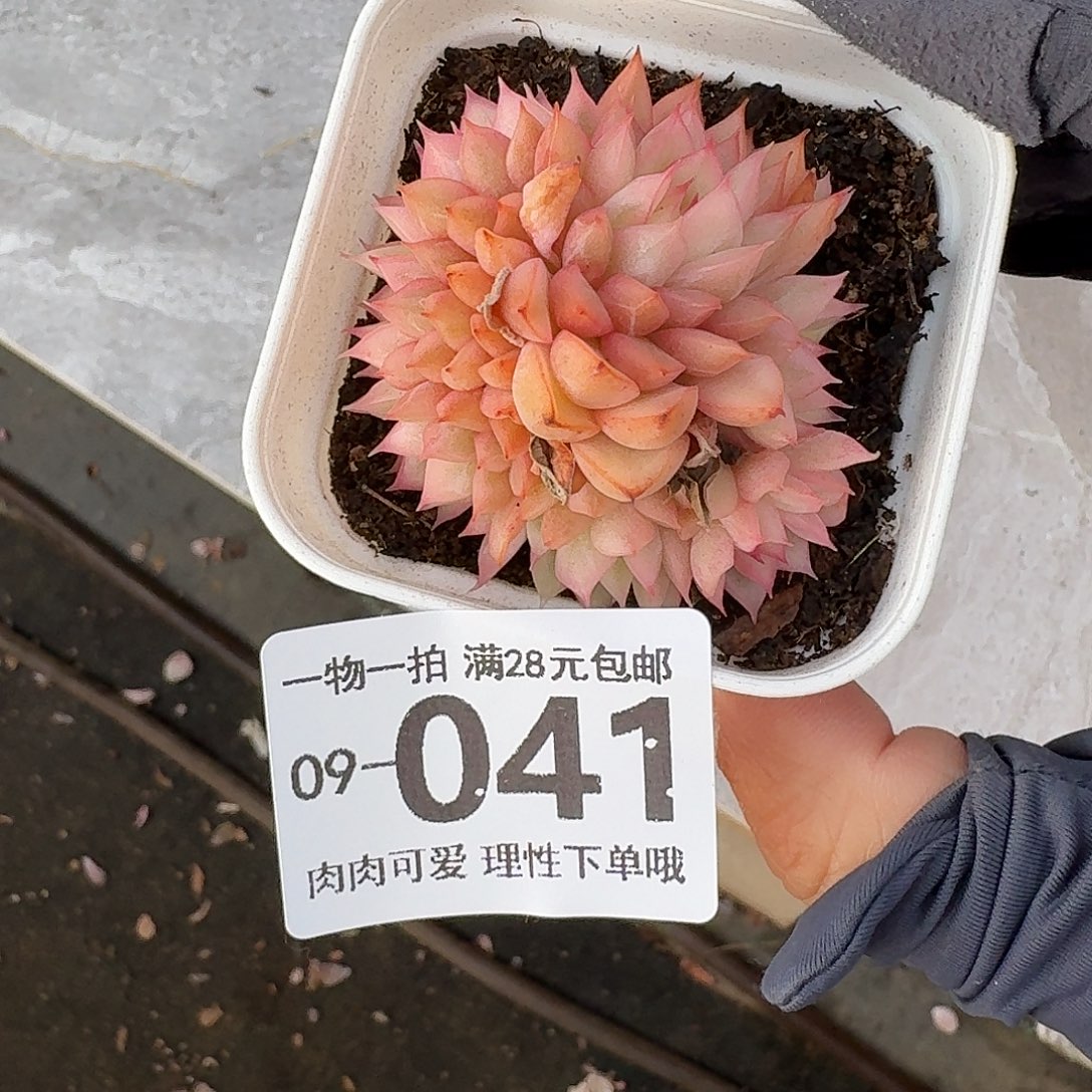 女雏无盆土发货他