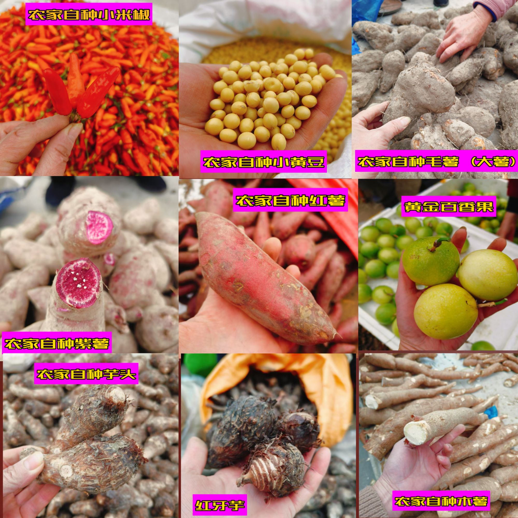 广西农家蔬菜农副产品赶集代购专属链接