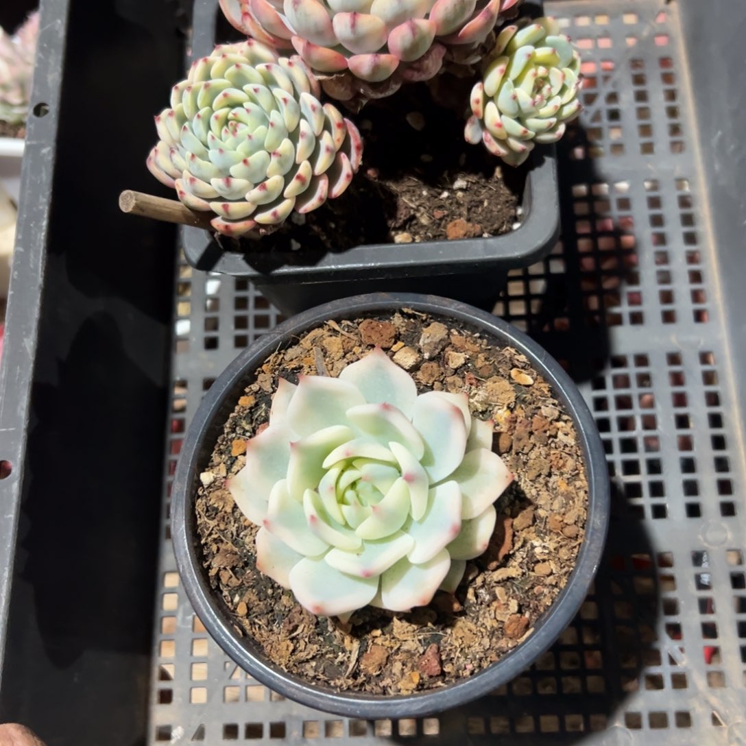 海*淘多肉植物两个