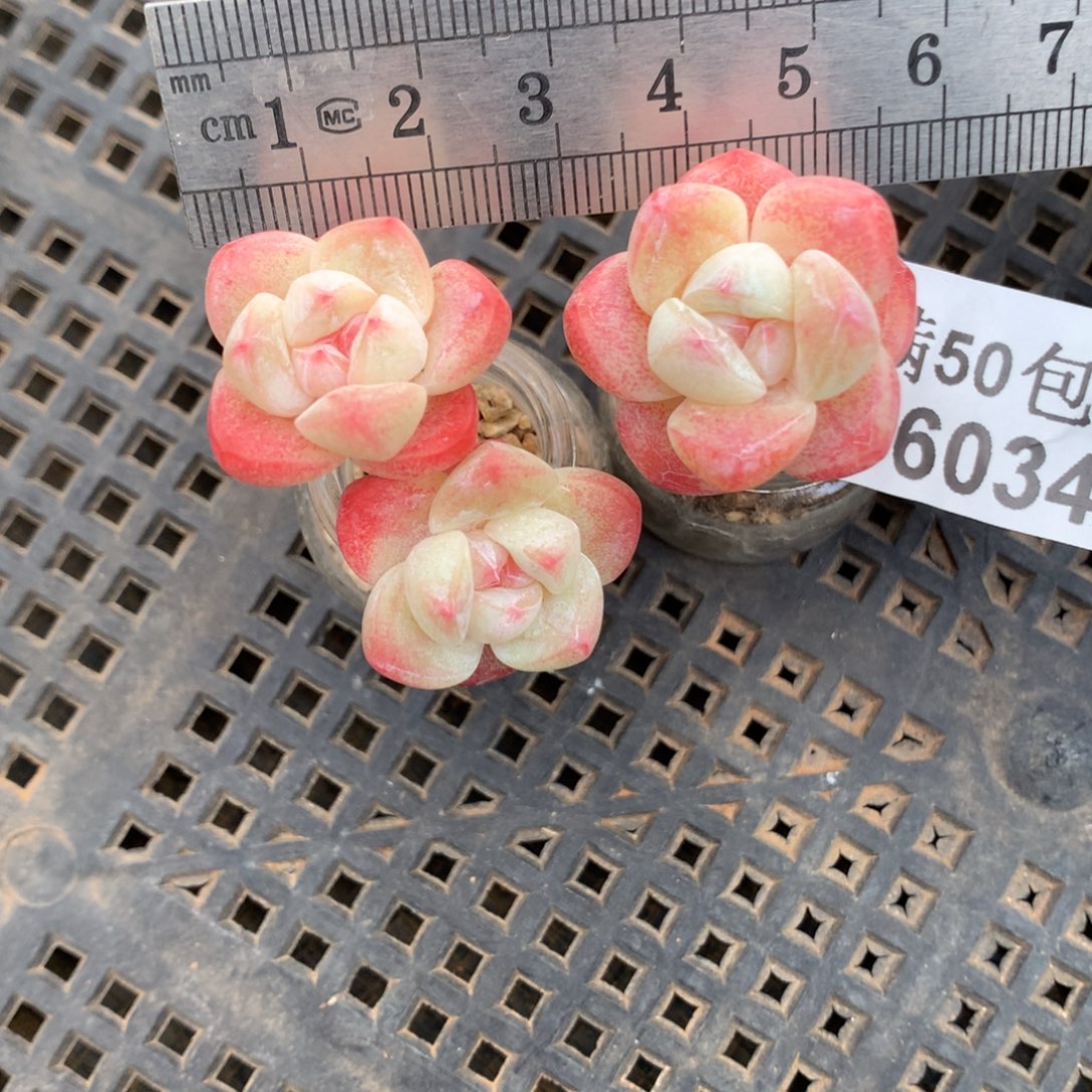 小***恶6034。玻璃瓶冰玉。带盆土。