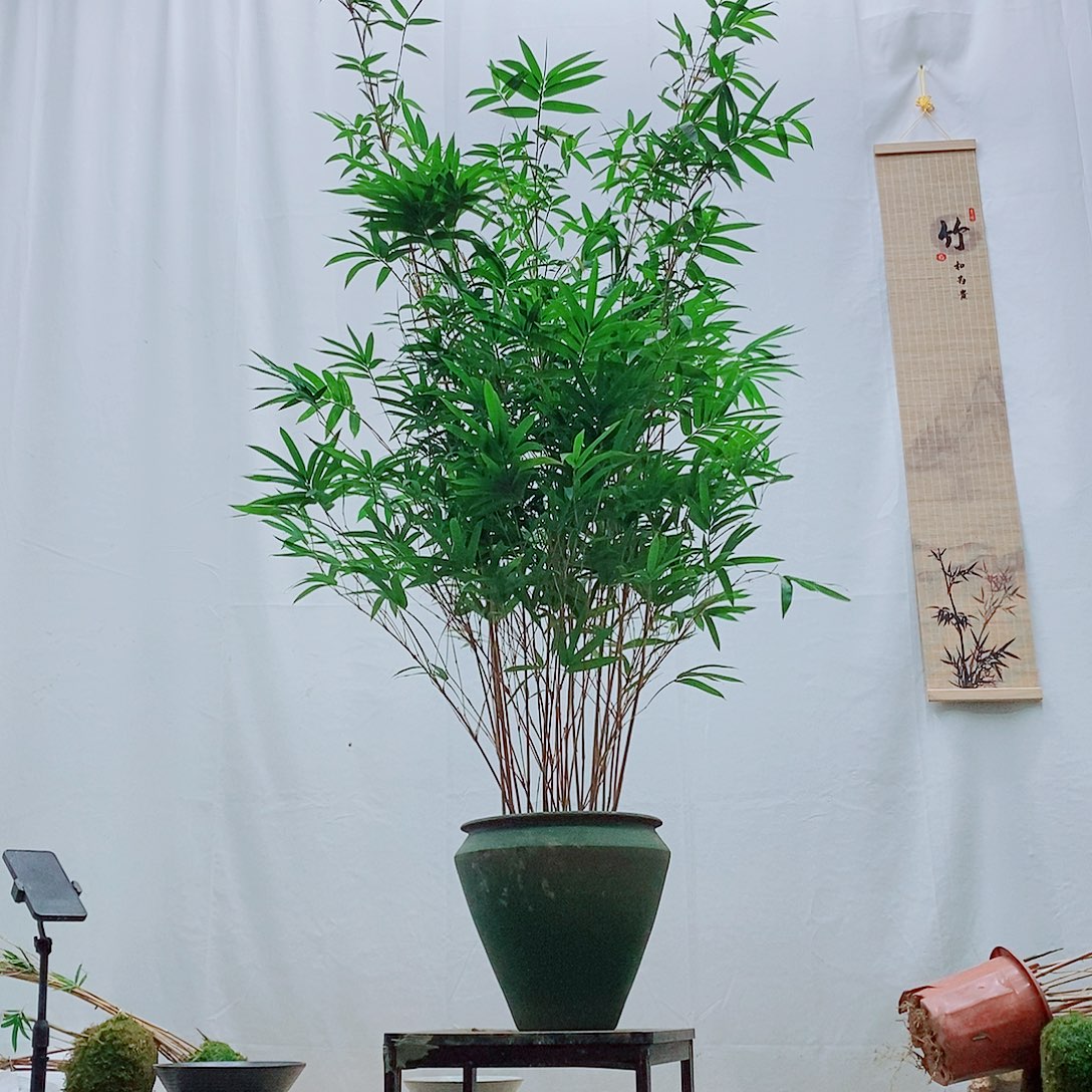 完全开放红观音土培