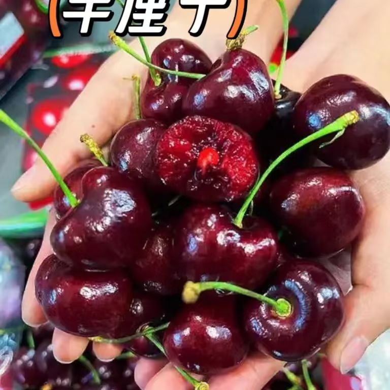 品牌智利4JD桑提娜车厘子5斤装，又脆又甜又大，海运智利