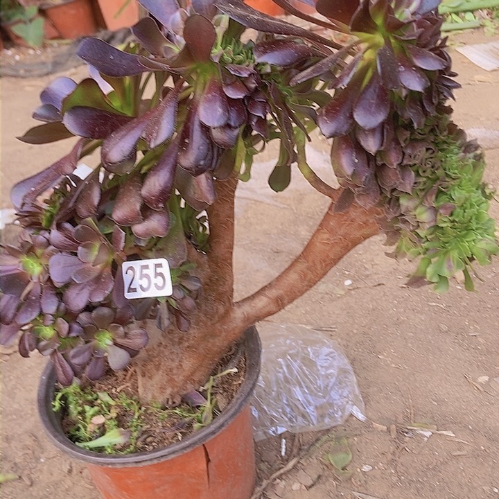 255欧紫缀化老板子法师