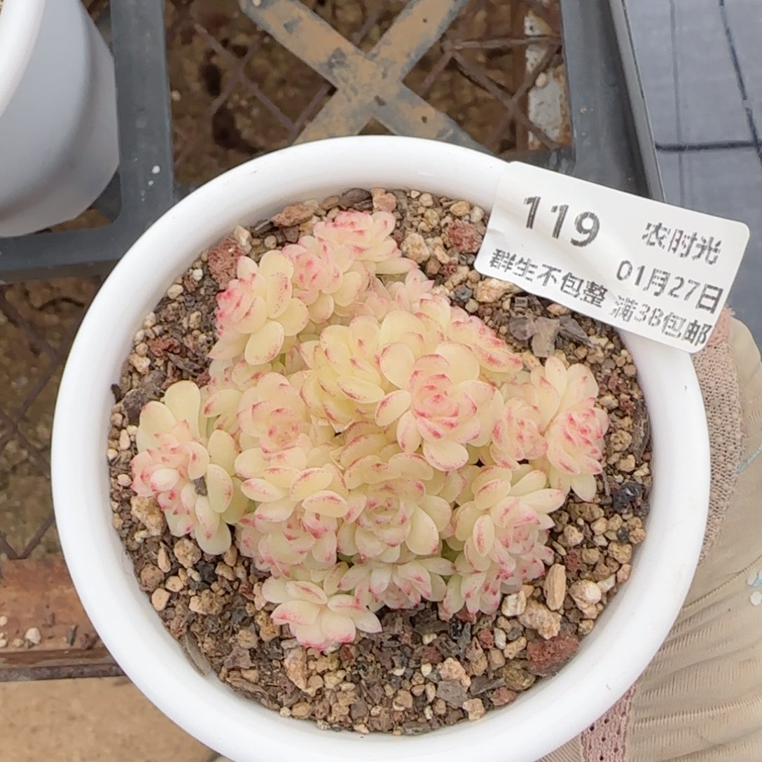 声**龙【闪购商品】0127-119（ht-40）