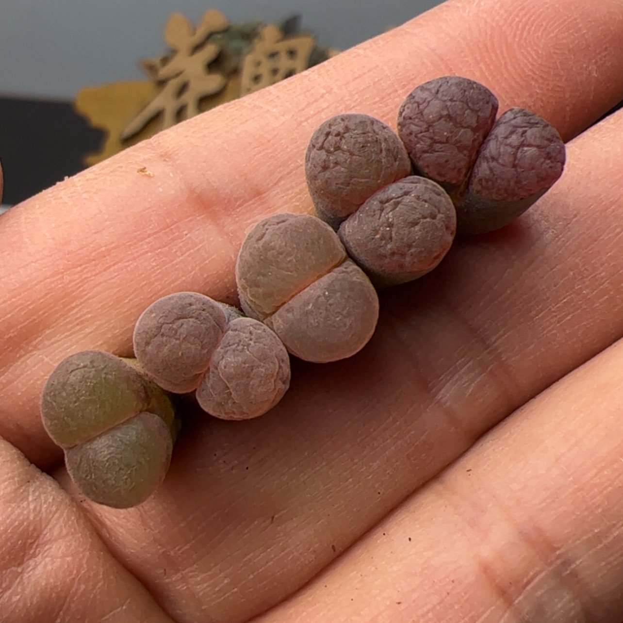 【闪购商品】00000003