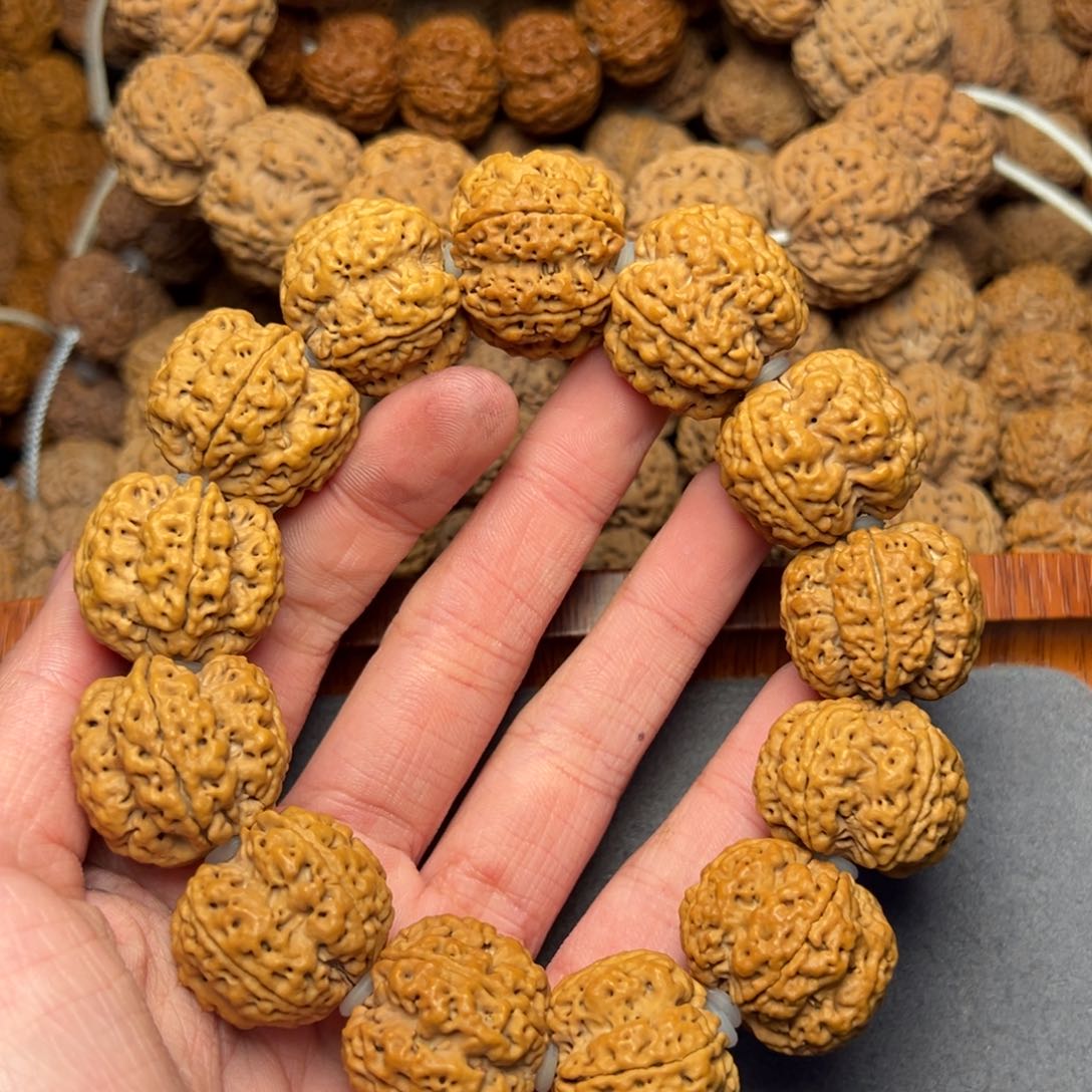 菩提23号尼泊尔大金刚24梅花双龙