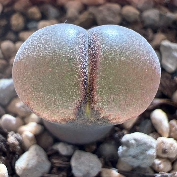 A83。优选超宽窗面c10。  超高性价比。 