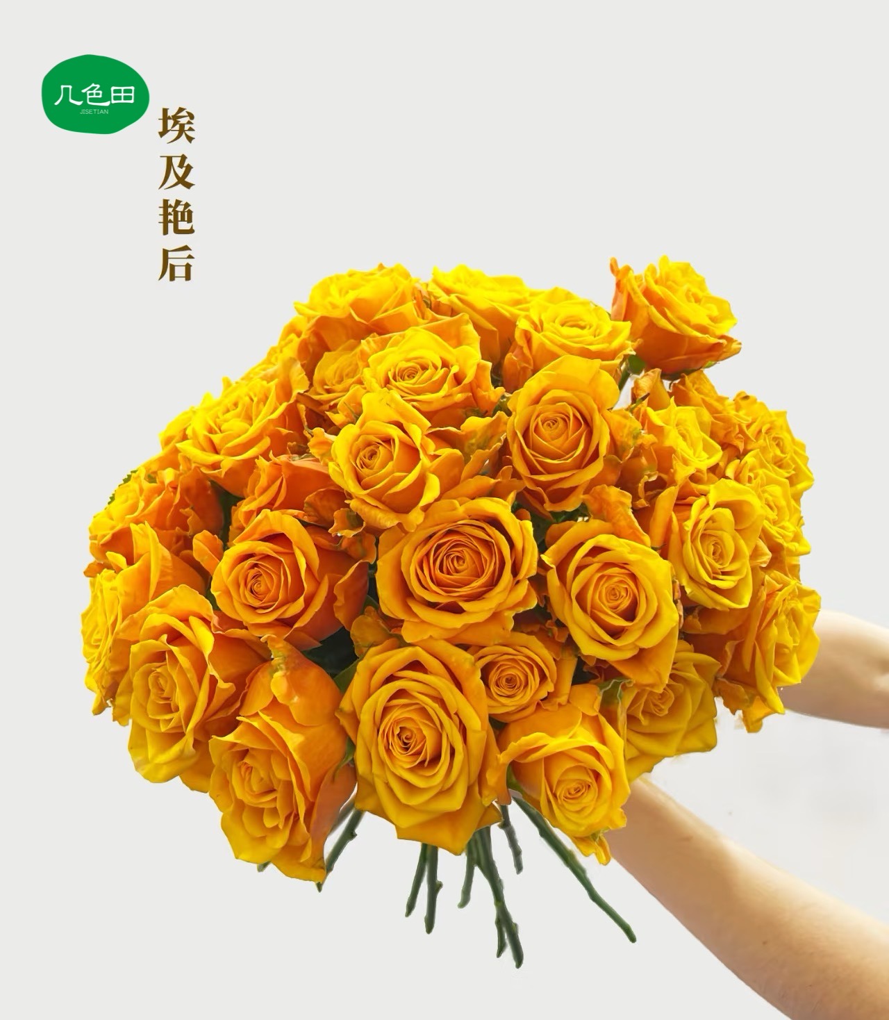 埃及艳后----单头玫瑰云南直发鲜花云南花插花鲜花