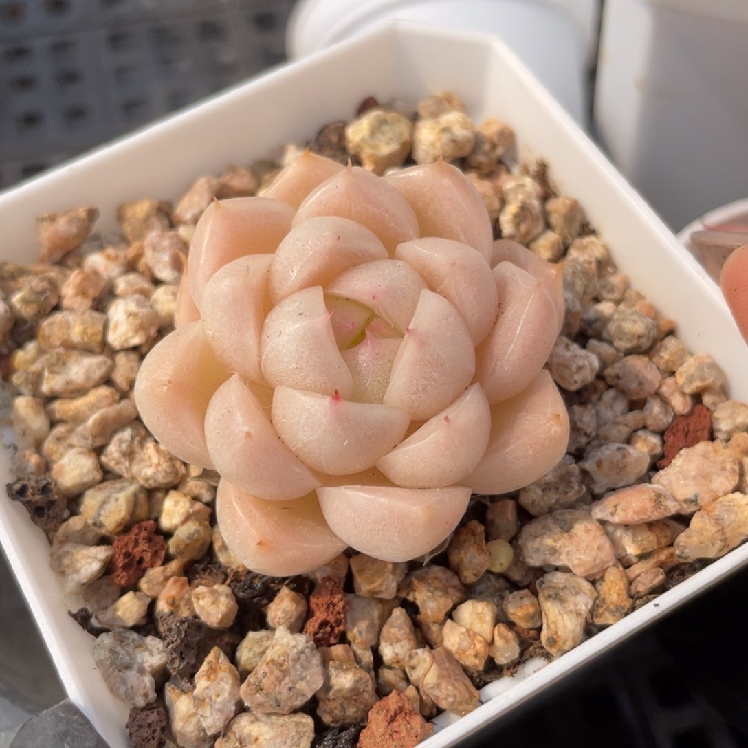 优选麦秆福利1235