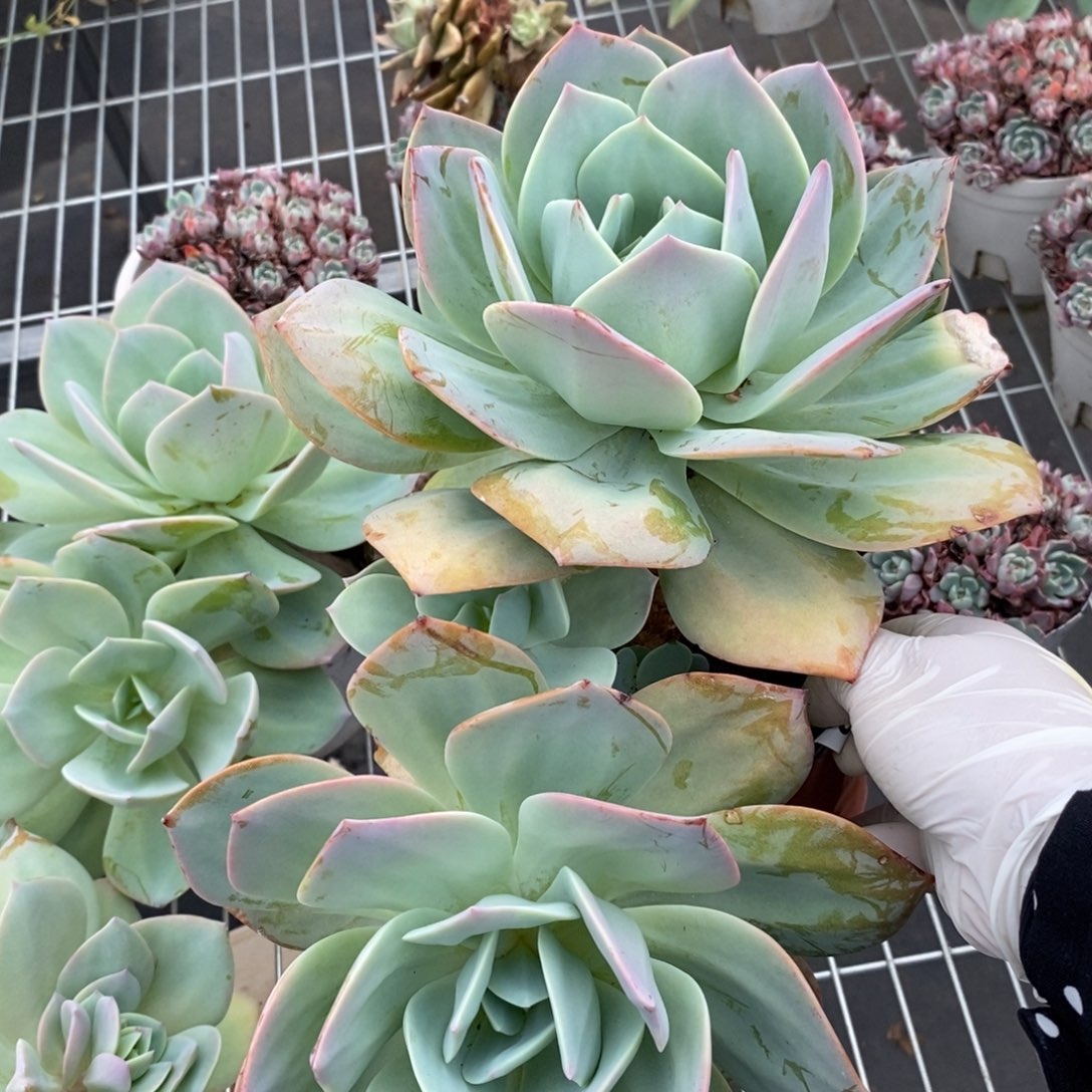 6593白凤多头一物一拍