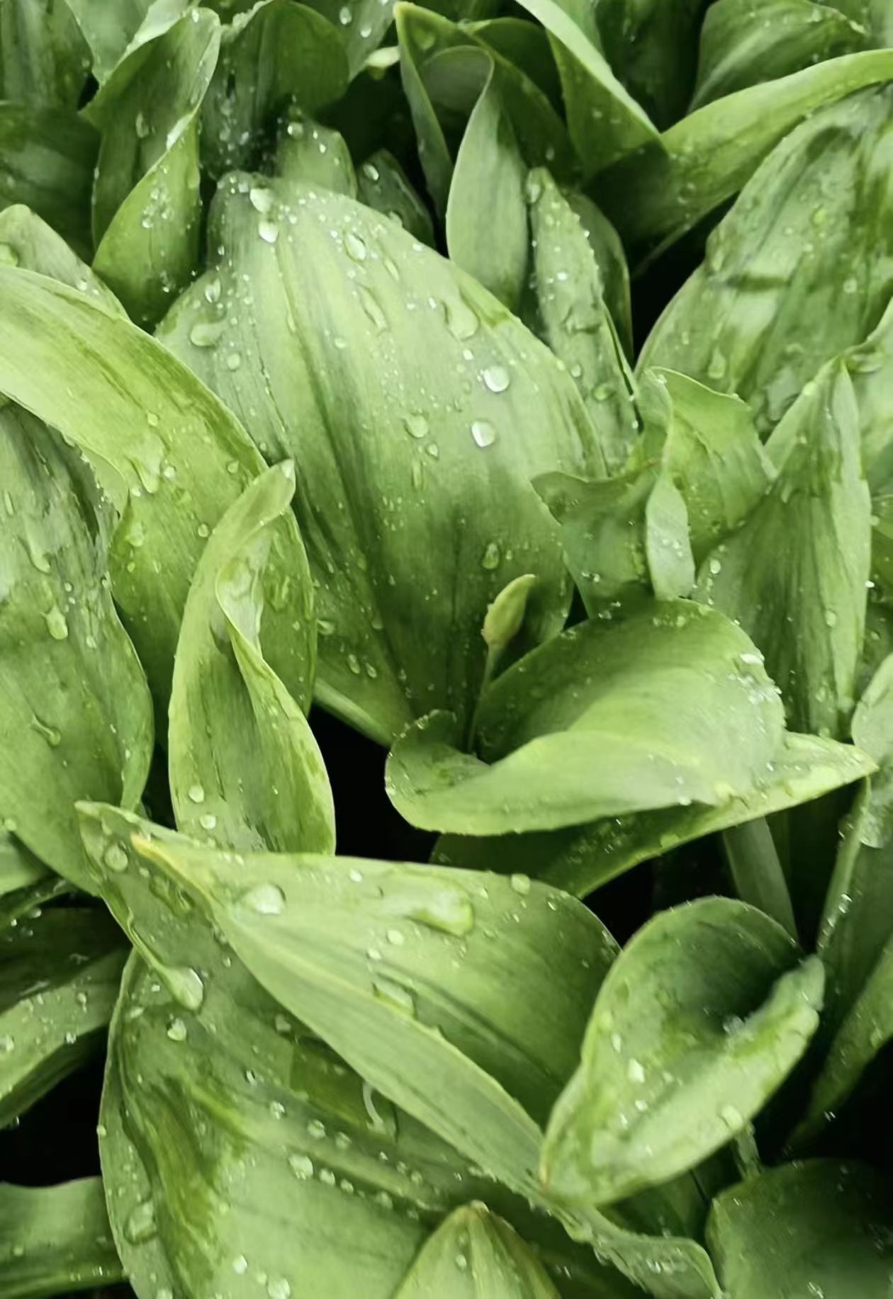 无品牌东北寒葱 25颗左右               （图片仅供参考）