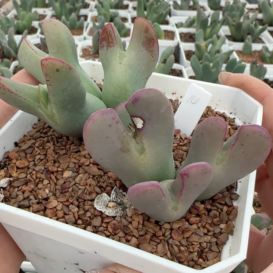 少将群生。  14。  