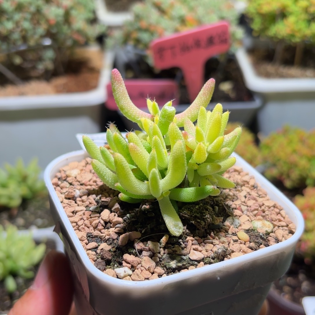 枝干番杏玉米锦225