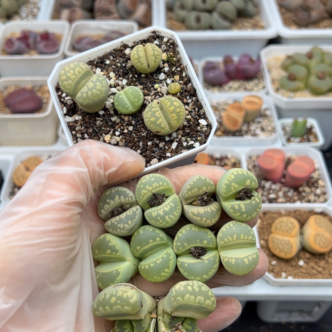 曦****80430号大牙Ex350A黄绿大牙多肉植物13个