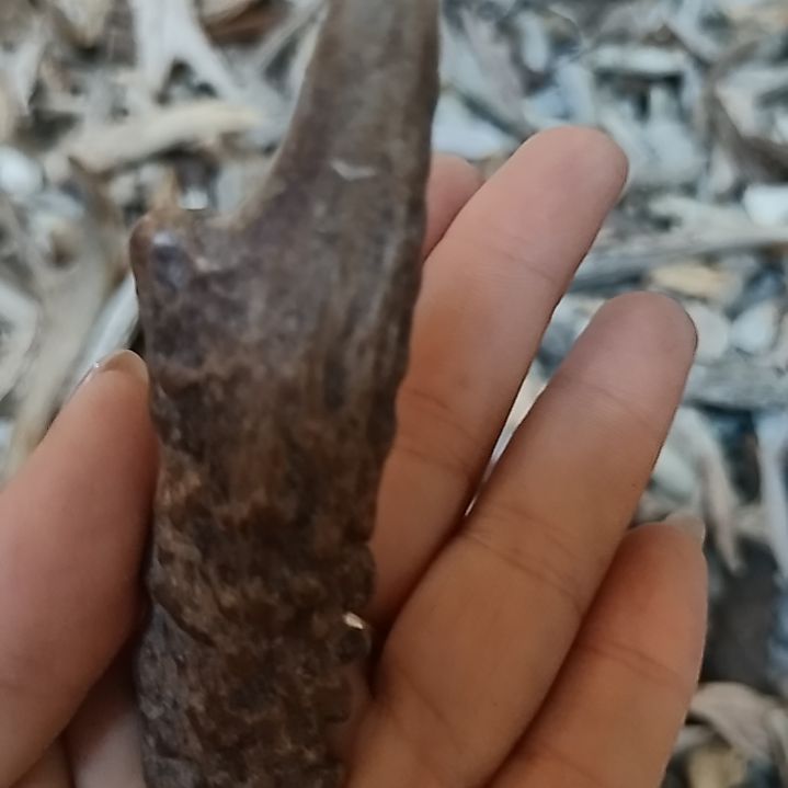 华*泽鹿角尖鹿角尖鹿角尖