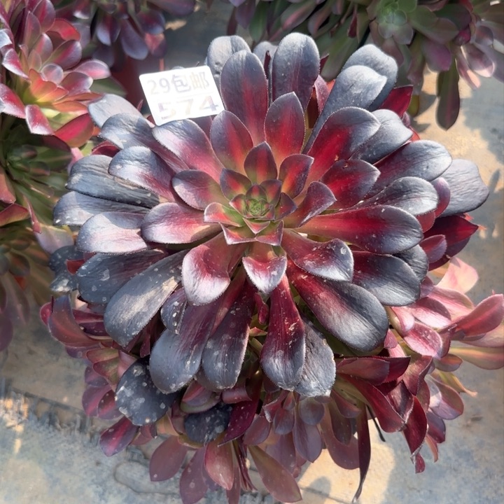 574花娜……多肉植物……