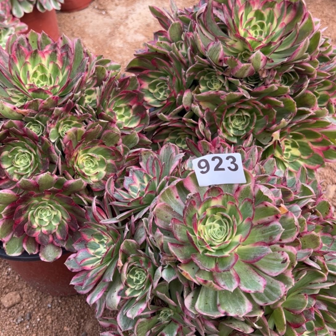 无花朵我是真的很喜欢这个