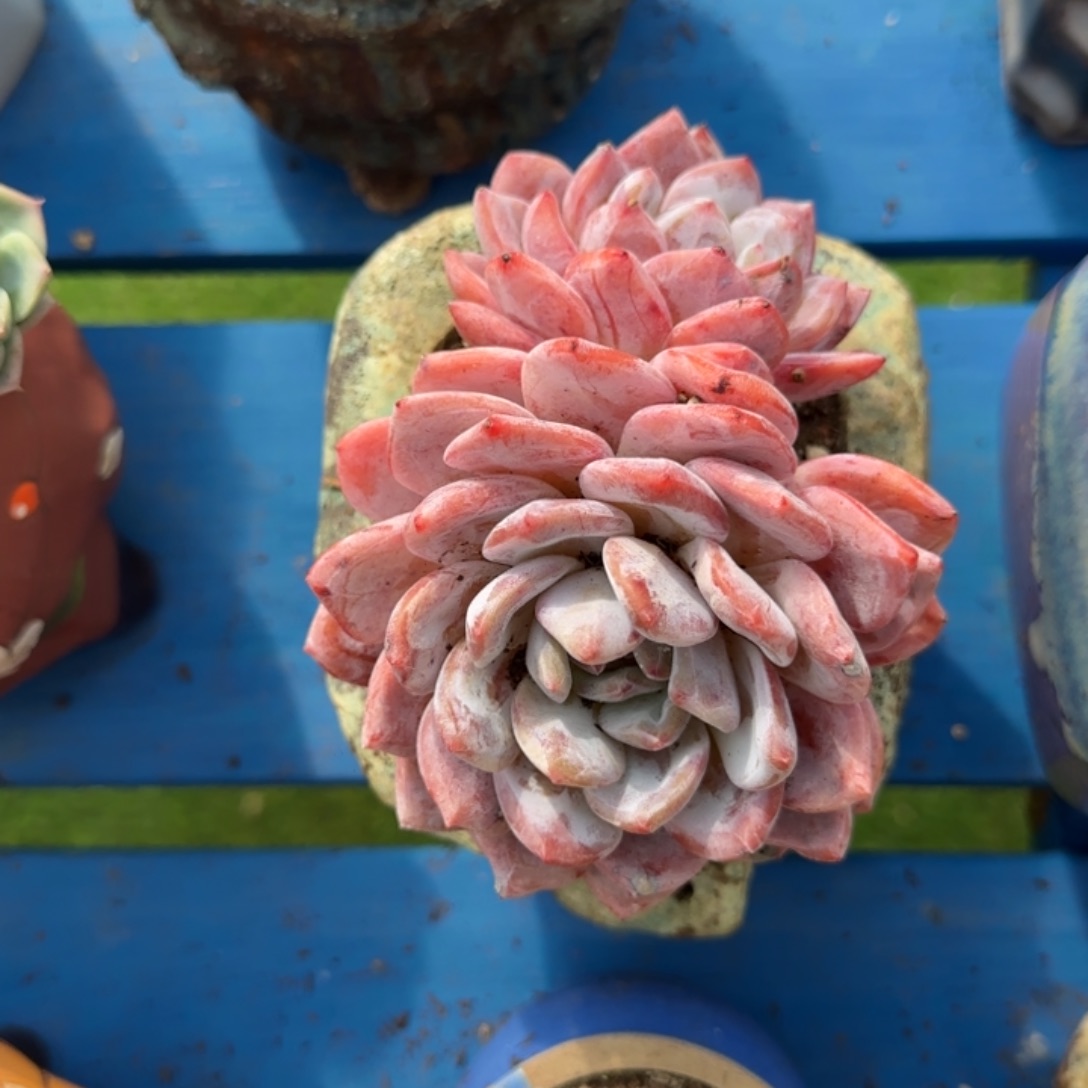 根本就没美女被vv03