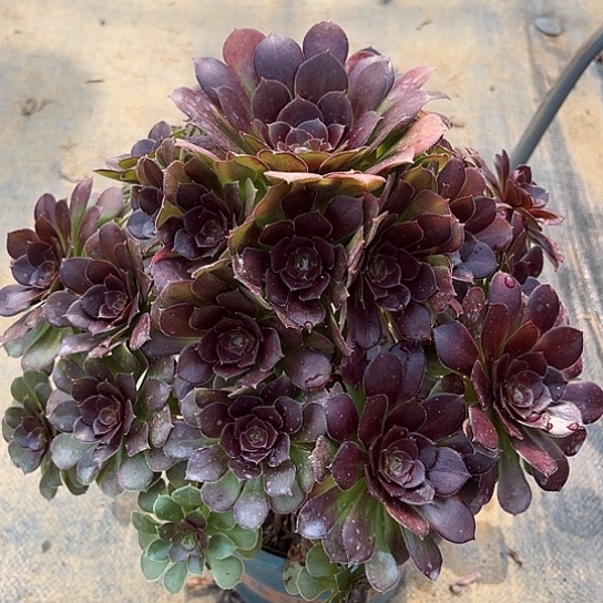 多肉植物荷兰玫瑰法师27