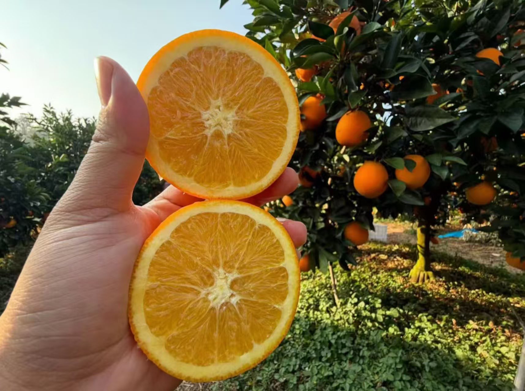 古蔺新鲜橙子现摘现发当季