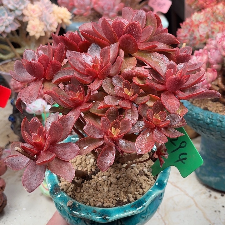 多肉植物一物一拍294