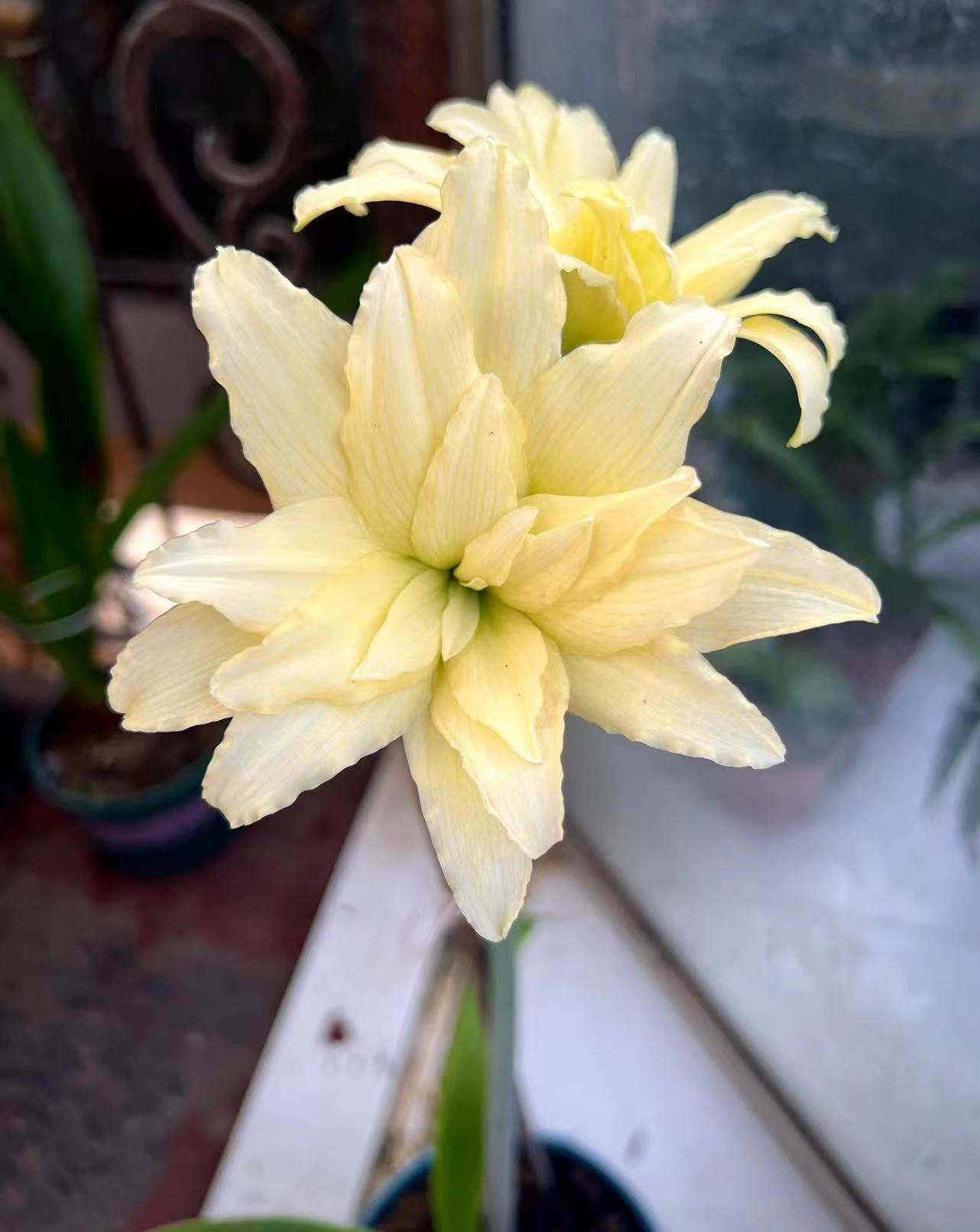 球根花卉 双月 双蜻蜓 小苗带盆