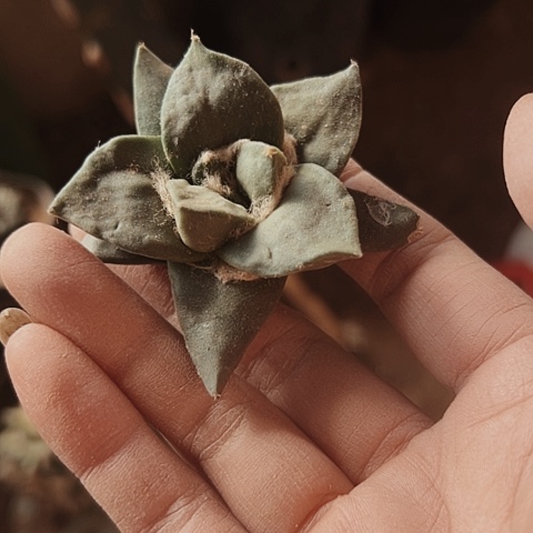 200处理仙人球嫁接的