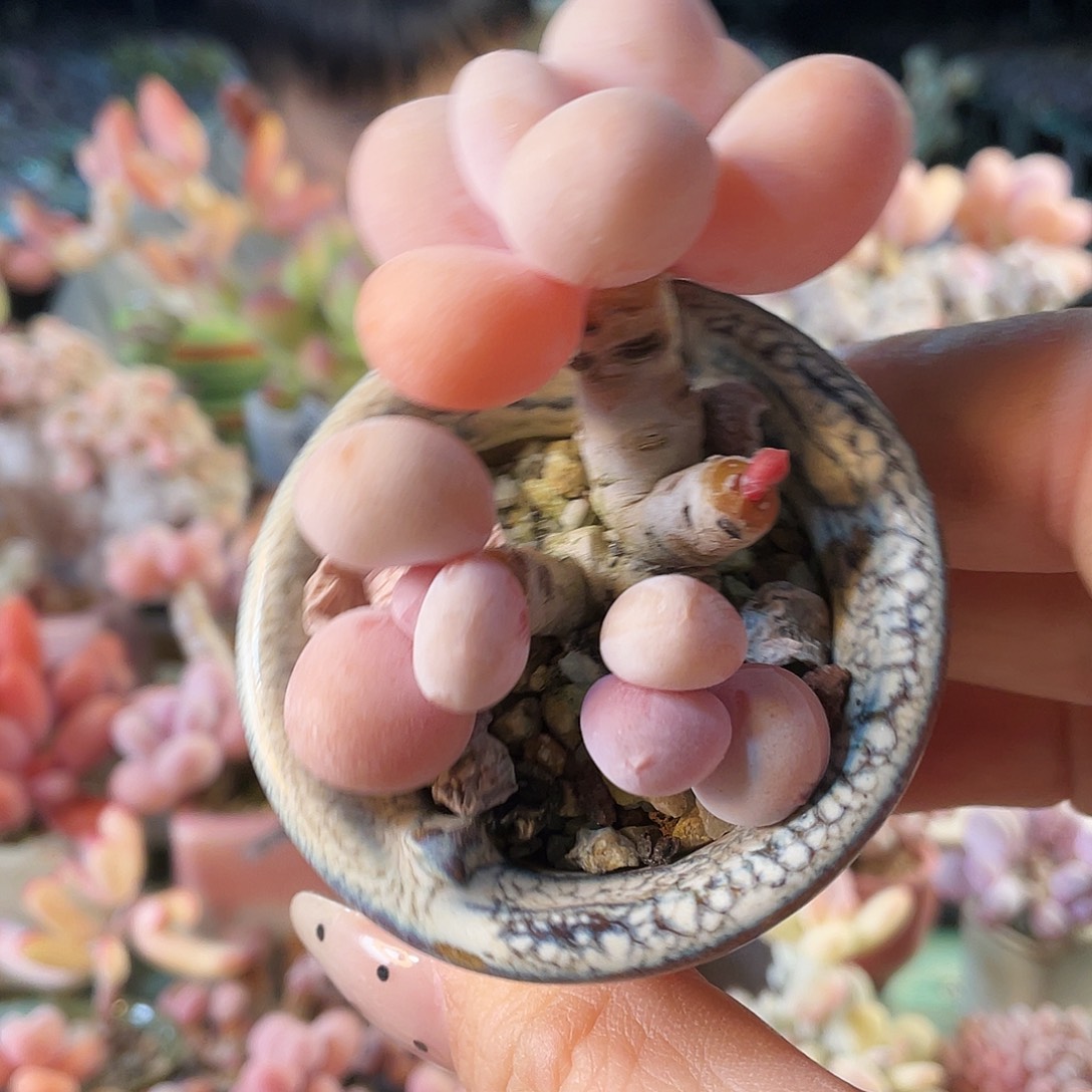 ****萌多肉植物的生长发育和生长