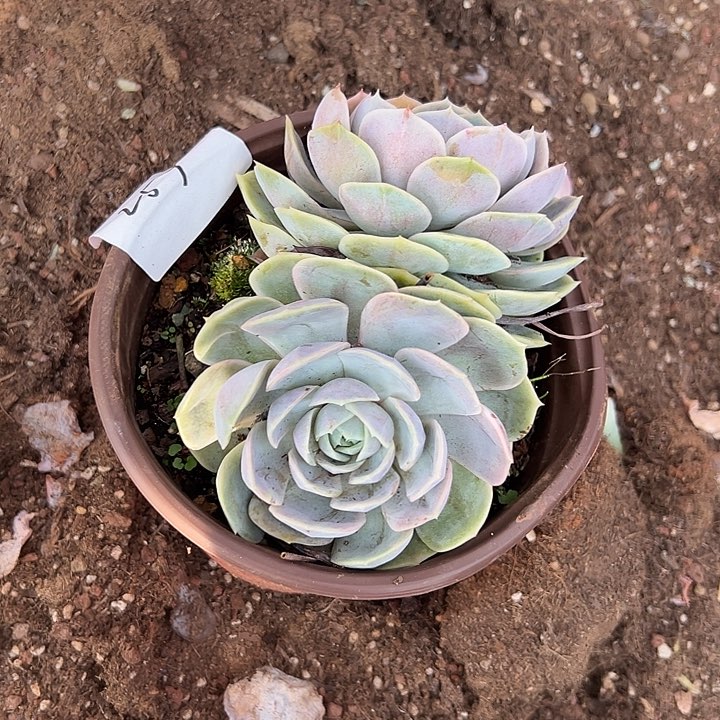 好***！多肉植物实物直播实物259