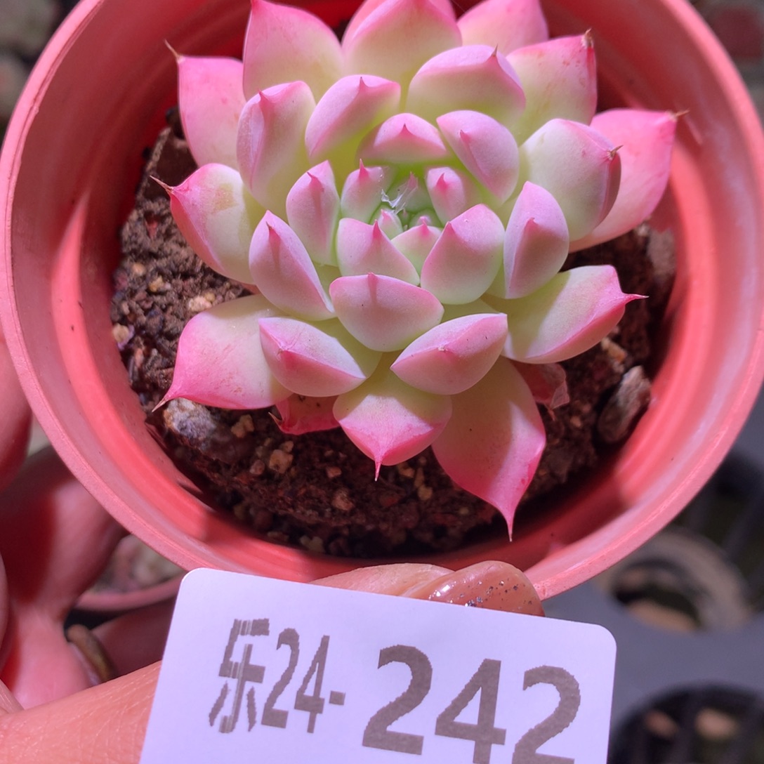 乐然24-242 胭脂雪