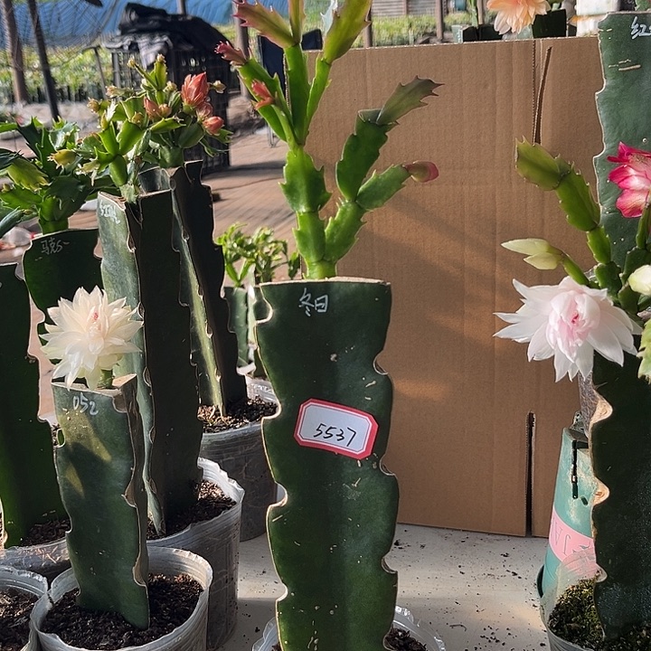叶****当前无花栽培后可以开花冬日