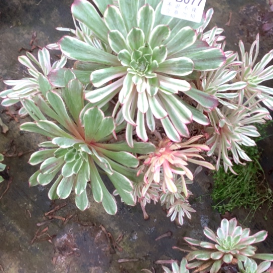 多肉植物仙墨077