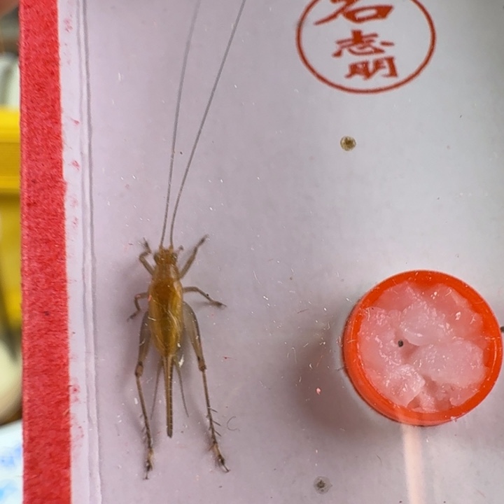 漂亮大个飞机蛉好看