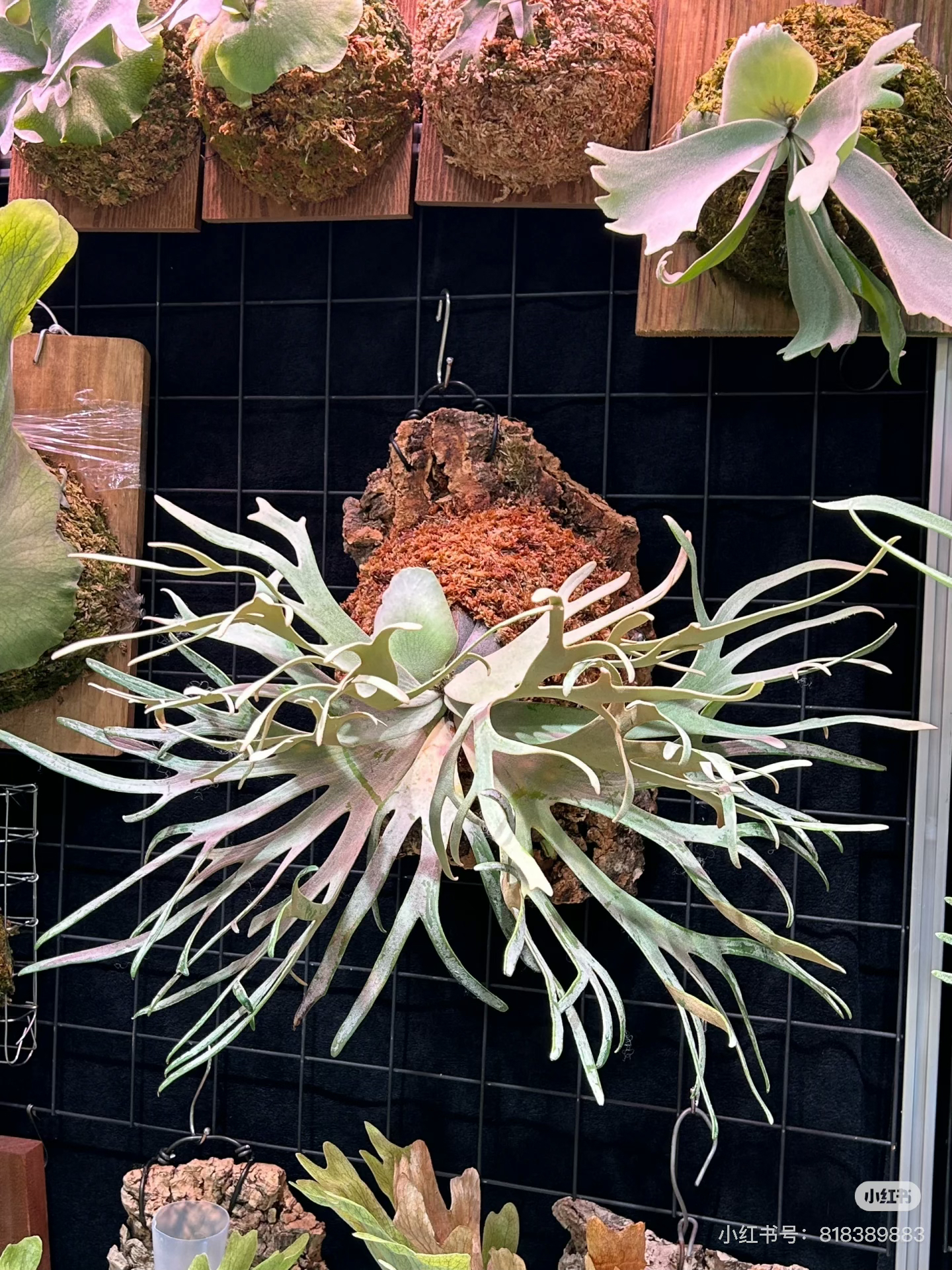 玉女/细菌侏儒爪哇鹿角蕨 后台挑选 鹿角蕨 蕨类植物 上墙植物 