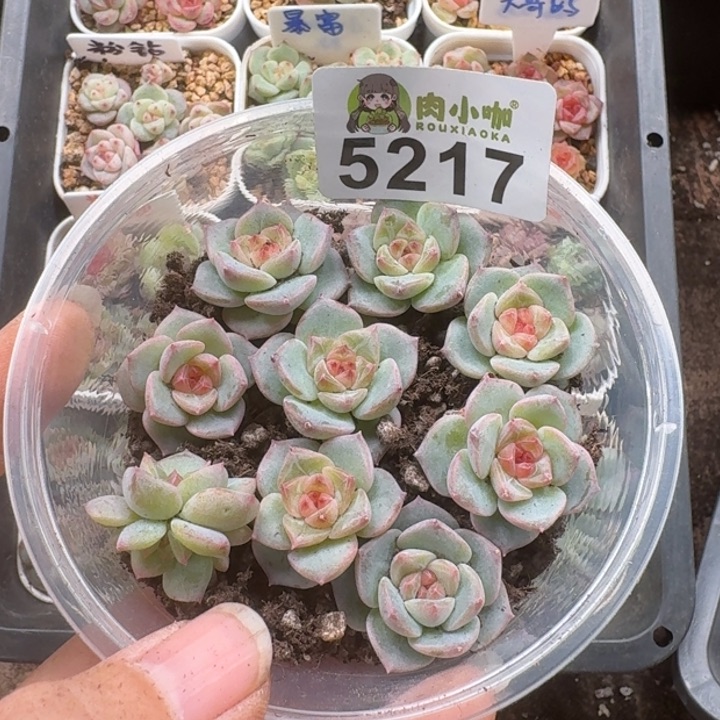 多肉植物多肉植物