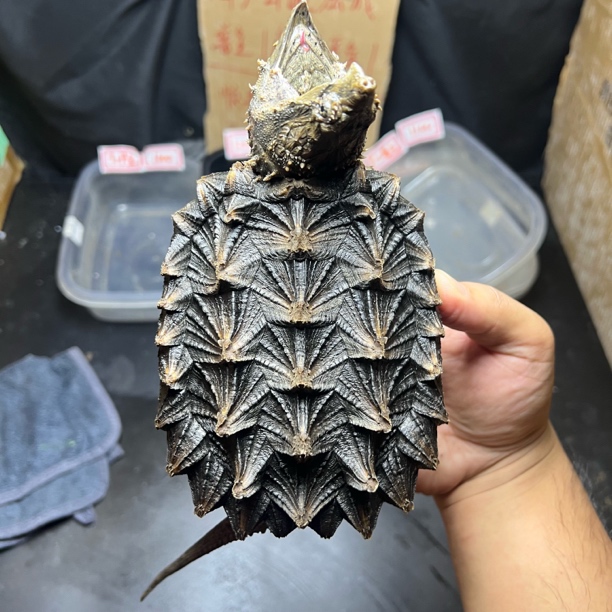 10+严格全品3:3国产公温大鳄压成个体