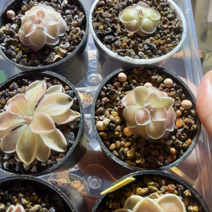 小***σ无花朵捕虫堇食虫植物脱土发88059