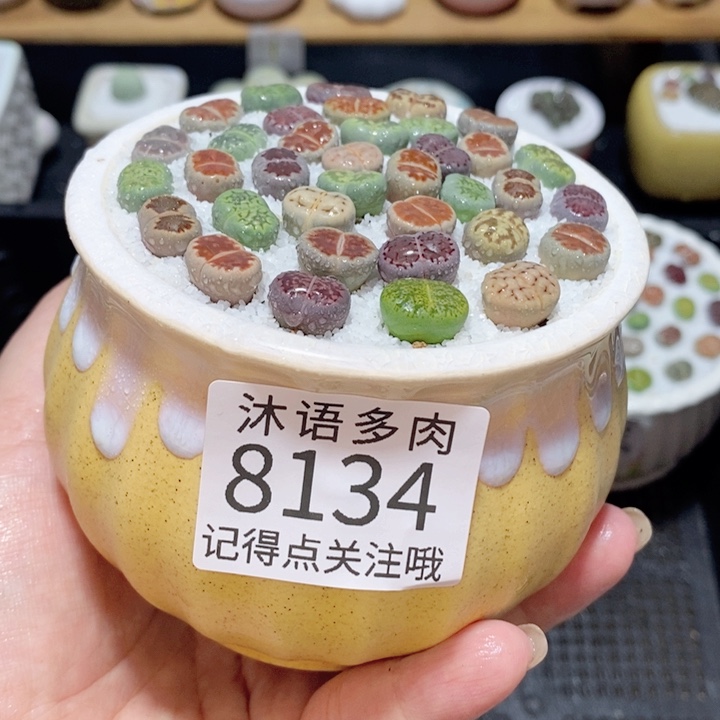 带盆土植物 精美盆栽8135