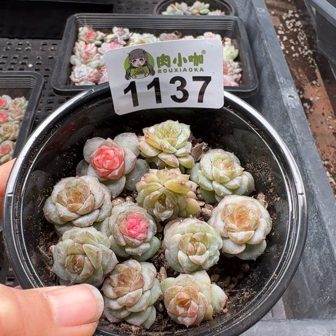 蓝***️多肉植物多肉植物