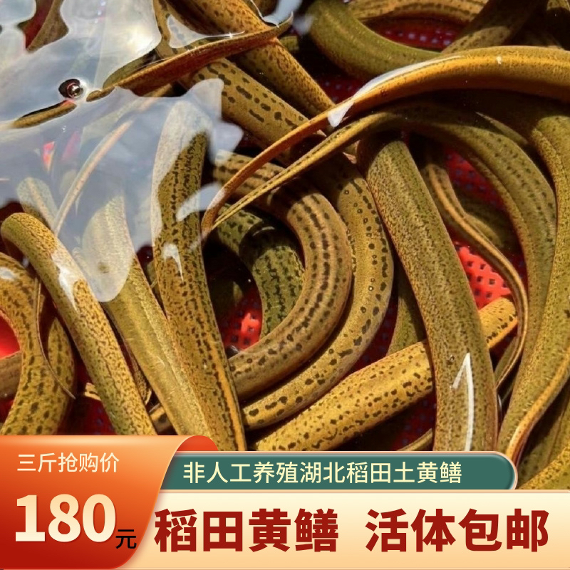 【非饲料养殖】江汉平原稻田土黄鳝 生态鳝鱼活体发货包活 顺丰包邮