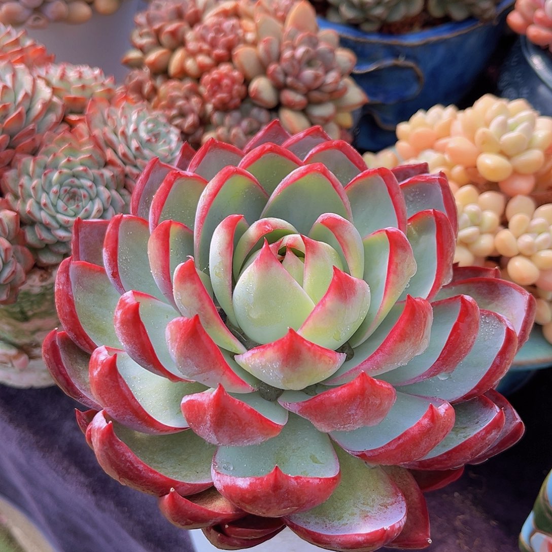 惊鸿仙子多肉植物