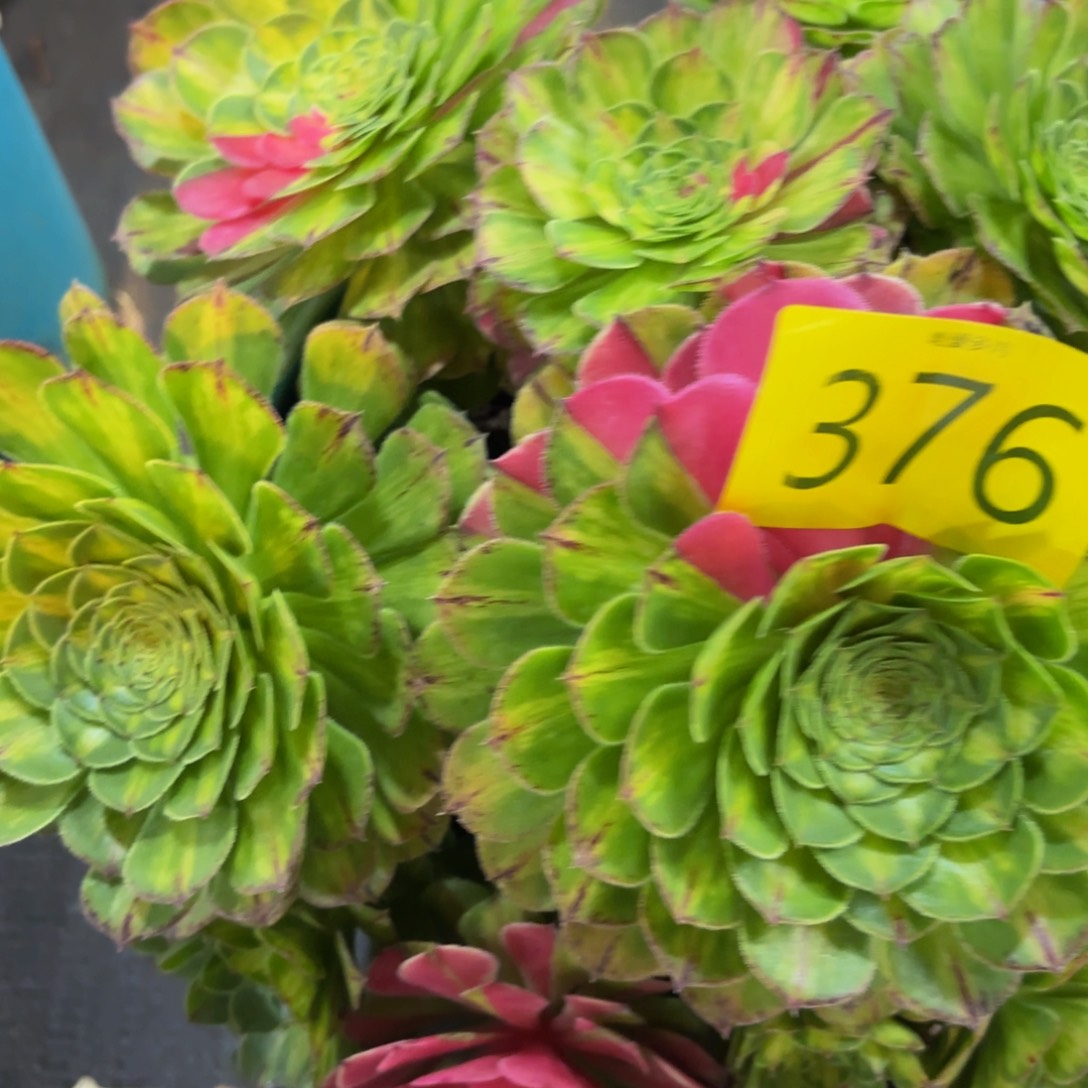 哈哈多肉葡萄福利376个