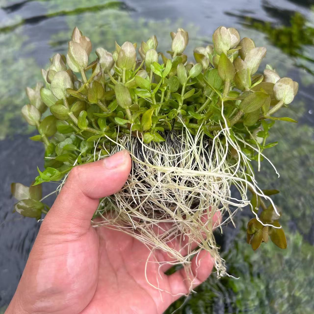 可爱后景   虎耳大坨