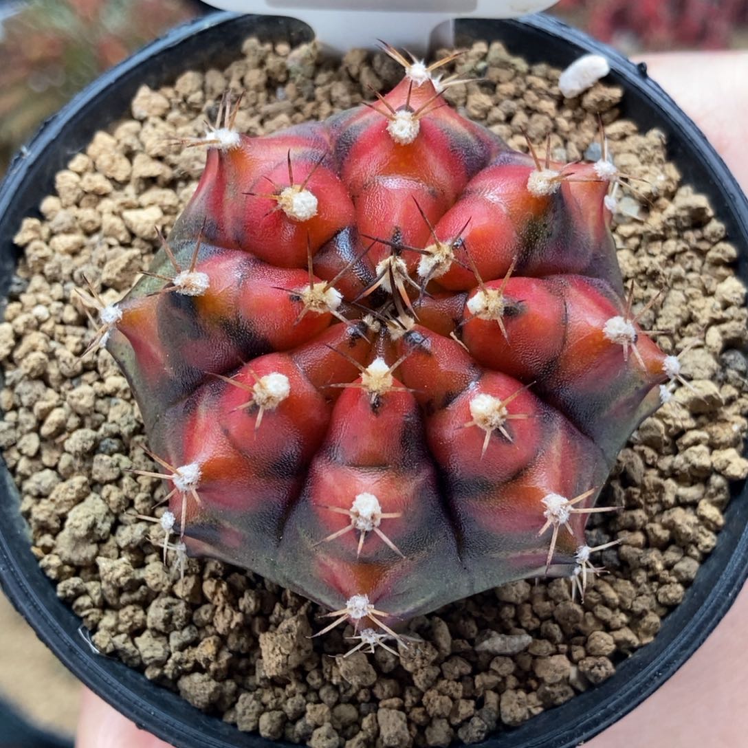 月光曲 米哈仙人球