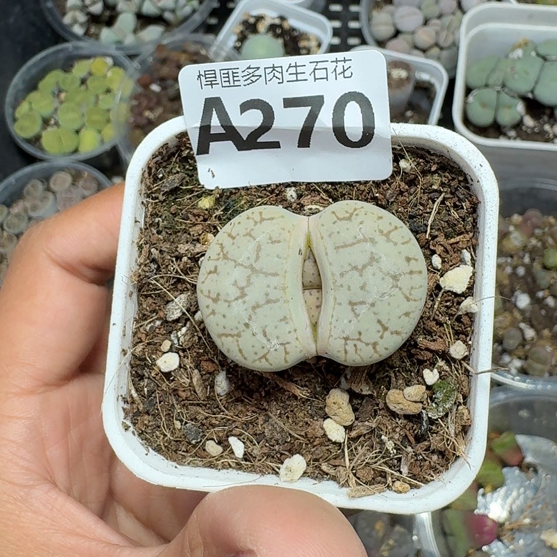 270多肉植物多肉植物